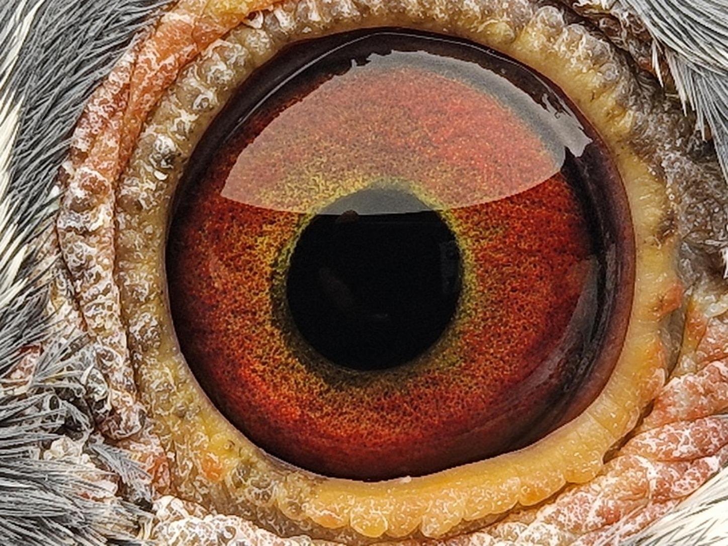 Pigeon eye
